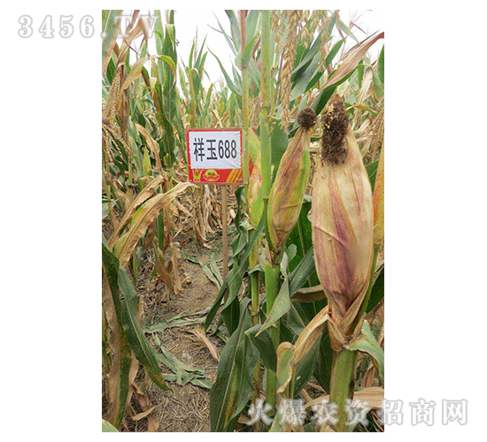 祥玉688-玉米种子-红旗种业